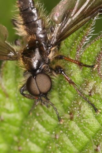 Réf. 277 871 : Bibio lanigerus